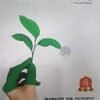 Environment by Shankar 7th Revised Edition