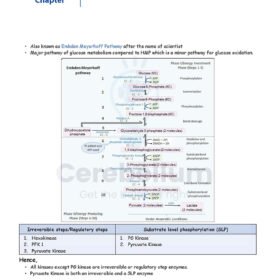 Cerebellum Academy Notes - Biochemistry