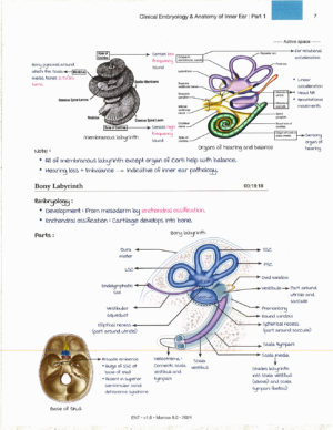 Product: Marrow Notes Edition 8 - ENT [gallery]